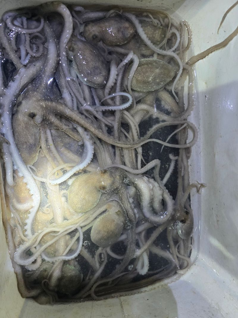 무안정농장님의 장터 판매 상품 [무안 뻘낙지 한접 소중대 섞어서20마리] 첨부 사진