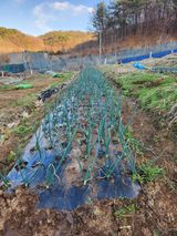 팜모닝 자유주제·자유게시판 게시글 이미지