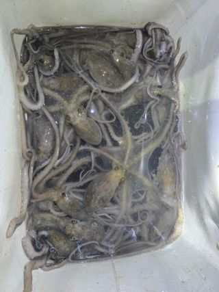 무안정농장님의 작성글 사진