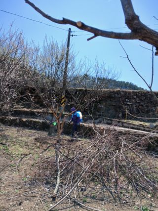 향양농장 사랑합니다님의 감 · 자유게시판 작성글 사진