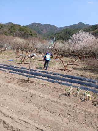 향양농장 사랑합니다님의 감 · 자유게시판 작성글 사진