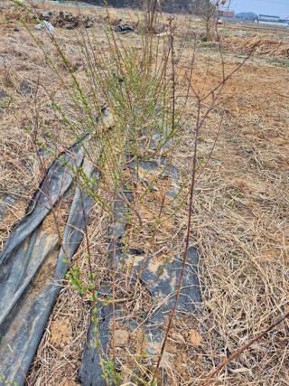 박혜옥님의 자유주제 · 자유게시판 작성글 사진