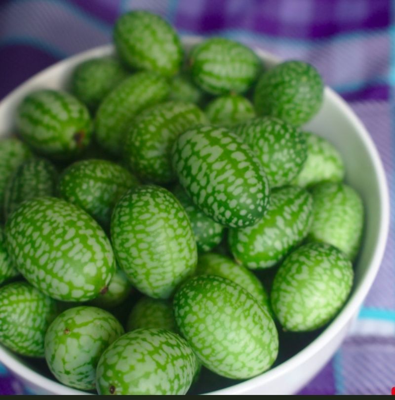 대산농사대장님의 장터 판매 상품 [쿠카멜론오이 10립] 첨부 사진