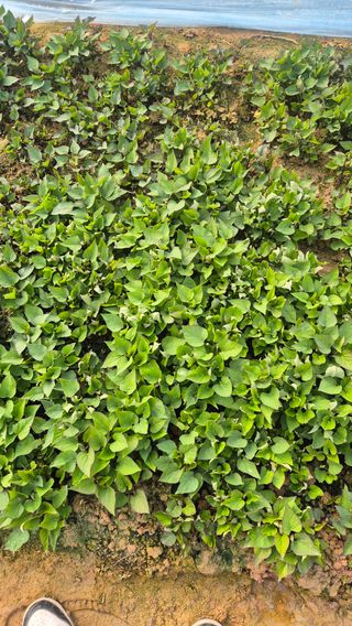 김동수님의 자유주제 · 자유게시판 작성글 사진