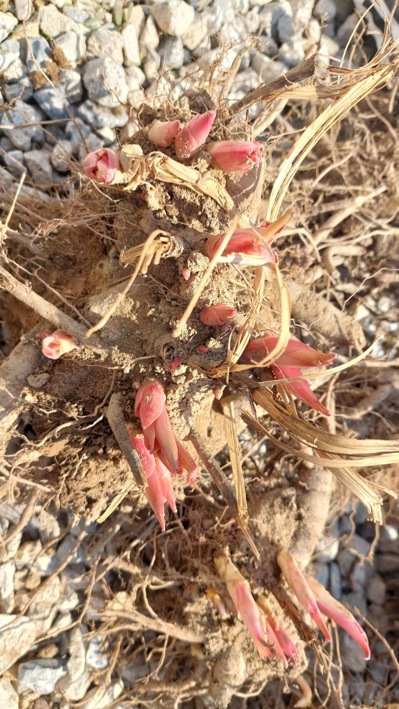 김정원님의 장터 판매 상품 [올해 꽃 피는 핑크 겹작약 사라베르나르 부케 작약 구근 ] 첨부 사진