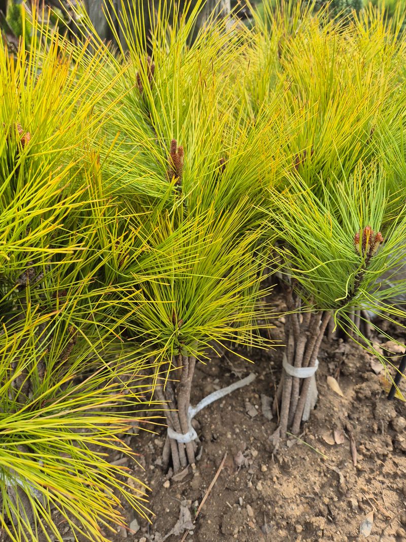 박병준님의 장터 판매 상품 [황금소나무 반송 묘목] 첨부 사진