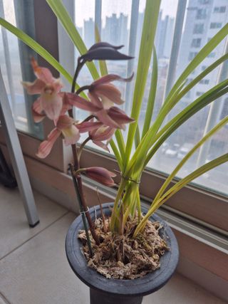 홍승호님의 자유주제 · 사진전 작성글 사진