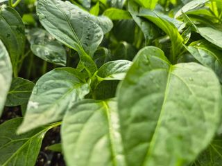 김영진(전남영광)님의 자유주제 · 자유게시판 작성글 사진