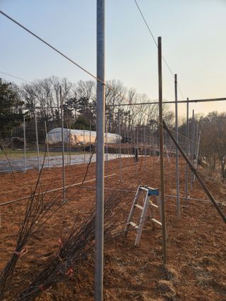 은혜농원(사과농사)님의 자유주제 · 자유게시판 작성글 사진