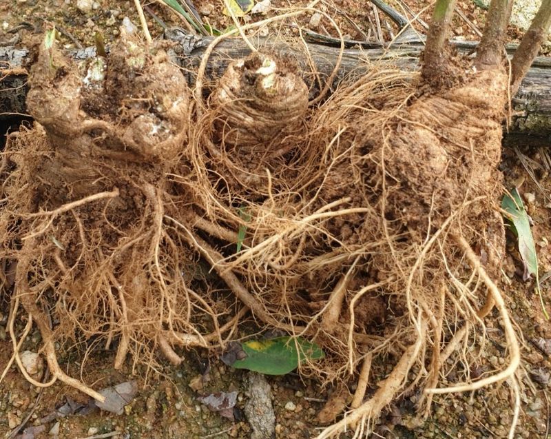 이영애 님의 장터 판매 상품 [약용잔대 7년근 1kg] 첨부 사진