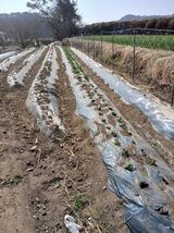 팜모닝 자유주제·자유게시판 게시글 이미지