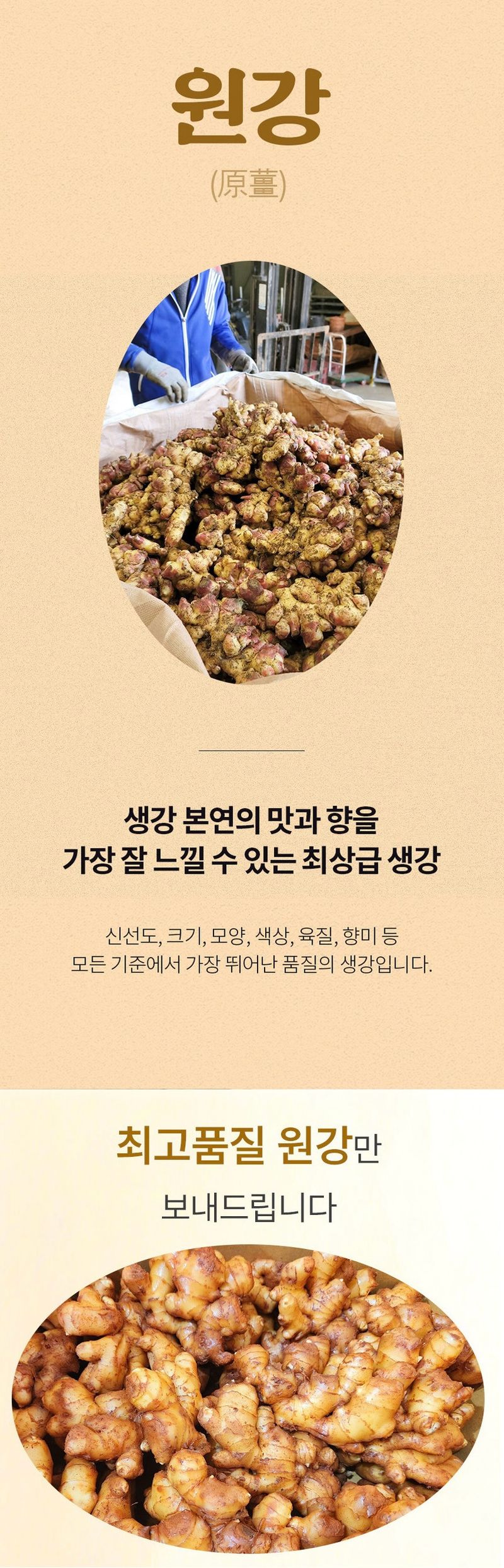 자재스토어님의 장터 판매 상품 [씨생강 생강종자 종자용생강 국산 1kg 3kg 5kg 10kg] 첨부 사진