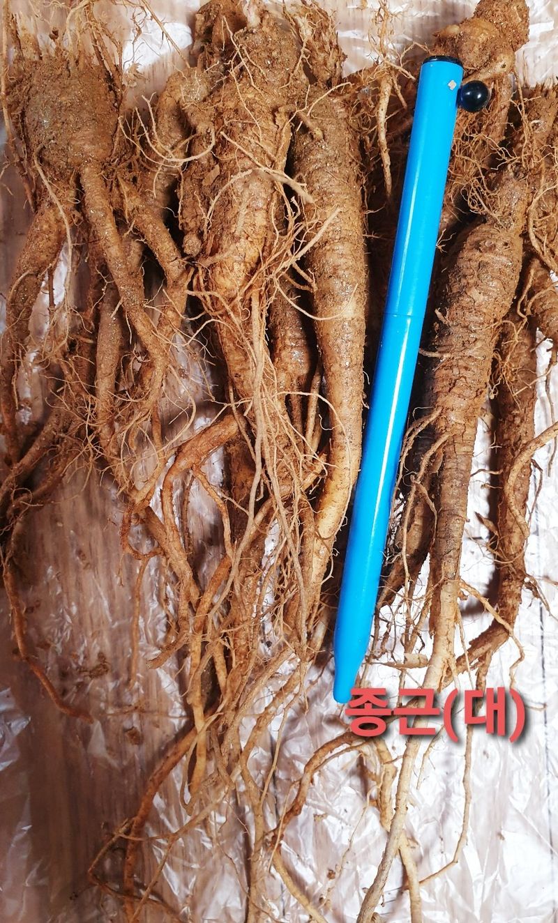 이영애 님의 장터 판매 상품 [약용잔대 7년근 1kg] 첨부 사진