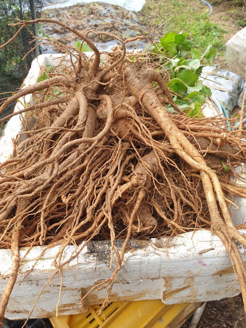 이영애 님의 장터 판매 상품 [약용잔대 7년근 1kg] 첨부 사진