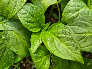 김영진(전남영광)님의 자유주제 · 자유게시판 작성글 사진