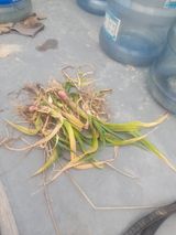 팜모닝 농사, 무엇이든 물어보세요!·참여글 게시글 이미지