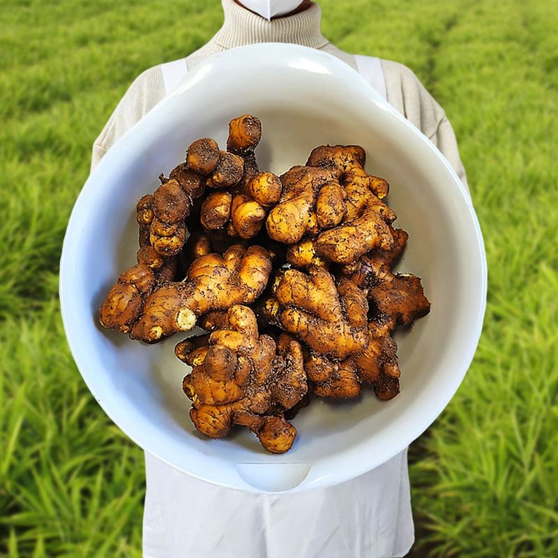 장터 상품 [씨생강 생강종자 종자용생강 국산 1kg 3kg 5kg 10kg] 썸네일