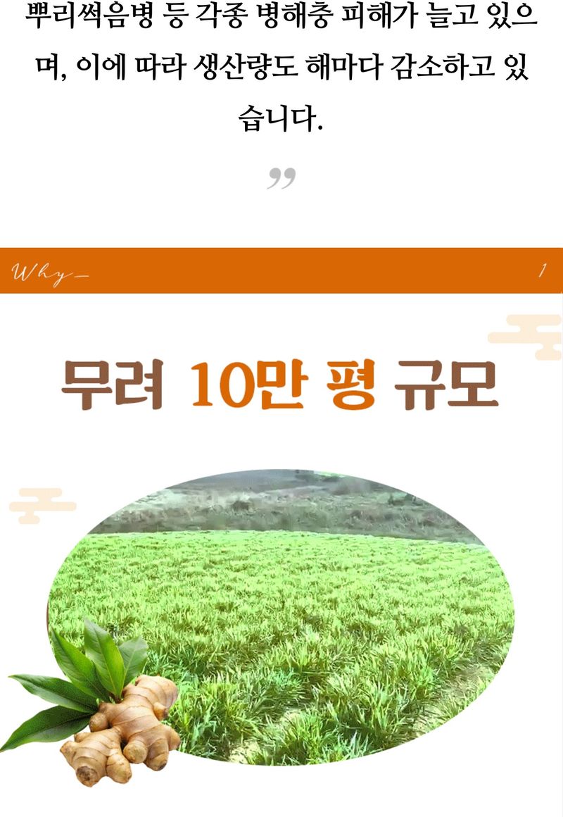 자재스토어님의 장터 판매 상품 [씨생강 생강종자 종자용생강 국산 1kg 3kg 5kg 10kg] 첨부 사진