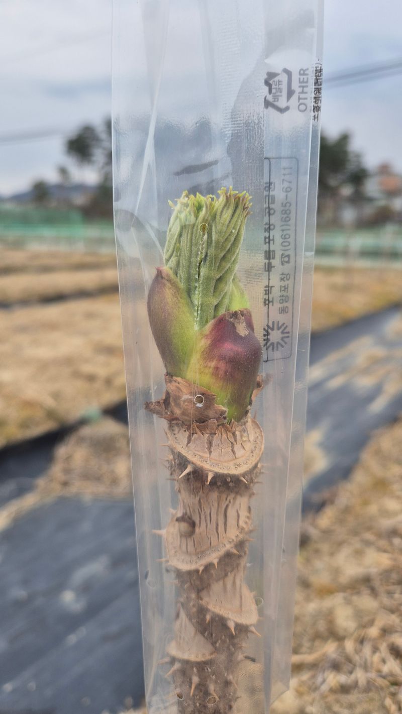 김숙향님의 장터 판매 상품 [참두릅1kg] 첨부 사진