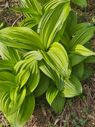 제주 지안이네농장님의 자유주제 · 자유게시판 작성글 사진