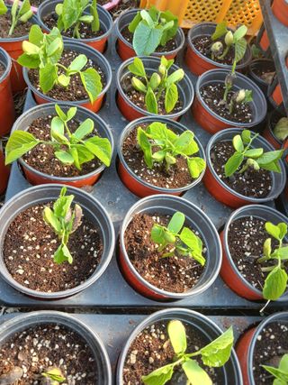 산성골농장님의 자유주제 · 자유게시판 작성글 사진