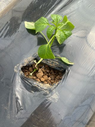 리니린님의 농사, 무엇이든 물어보세요! · 참여글 작성글 사진