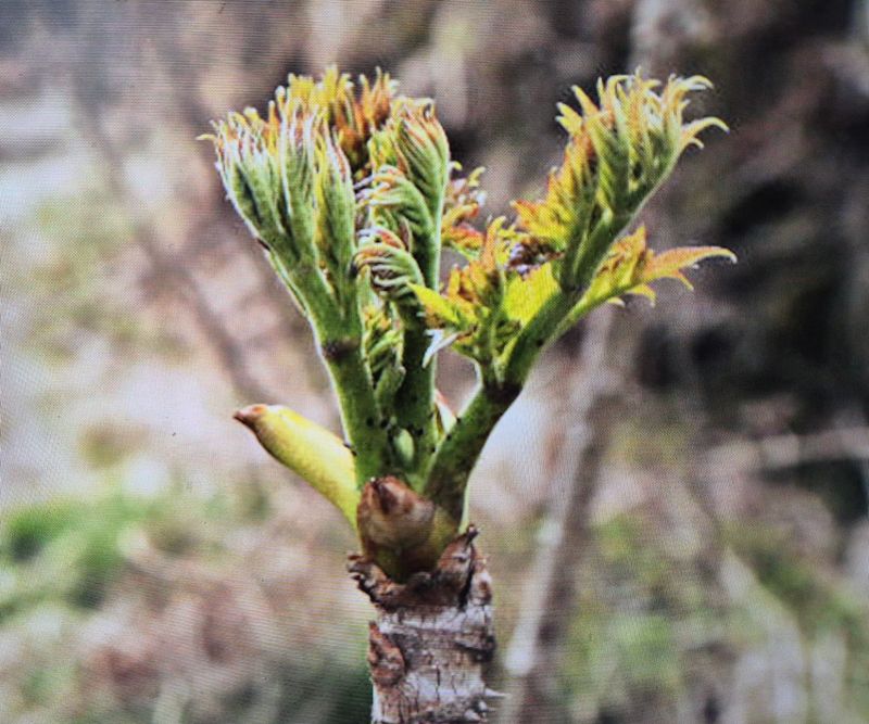 김숙향님의 장터 판매 상품 [참두릅1kg] 첨부 사진