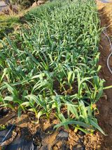 팜모닝 농사, 무엇이든 물어보세요!·참여글 게시글 이미지