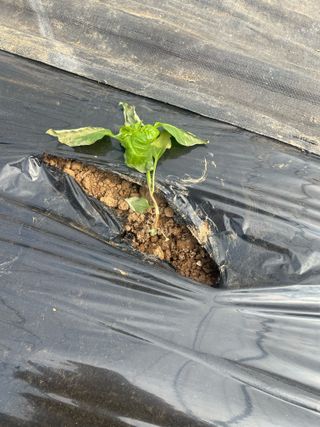 리니린님의 농사, 무엇이든 물어보세요! · 참여글 작성글 사진