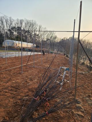 은혜농원(사과농사)님의 자유주제 · 자유게시판 작성글 사진