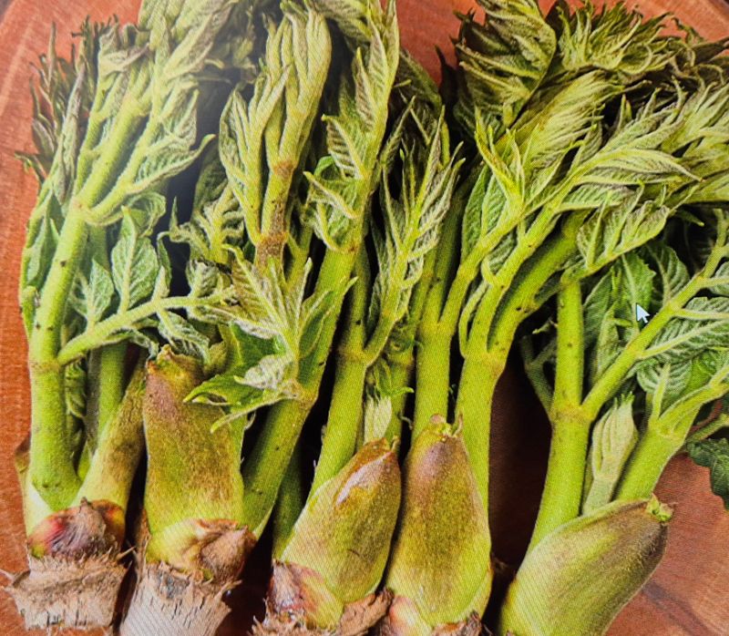 김숙향님의 장터 판매 상품 [참두릅1kg] 첨부 사진