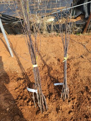 은혜농원(사과농사)님의 자유주제 · 자유게시판 작성글 사진