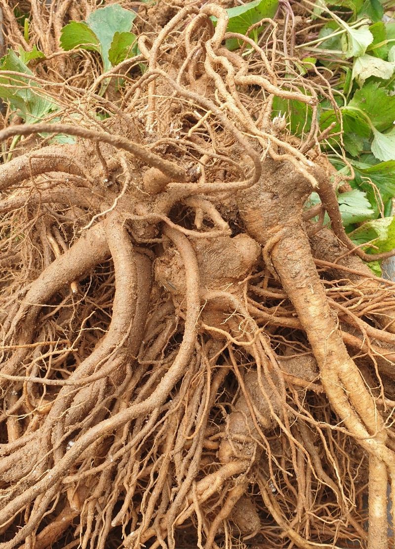 이영애 님의 장터 판매 상품 [약용잔대 7년근 1kg] 첨부 사진