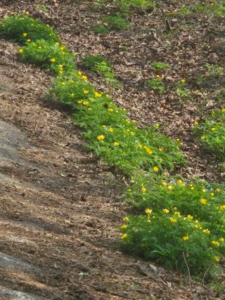 제주 지안이네농장님의 자유주제 · 자유게시판 작성글 사진
