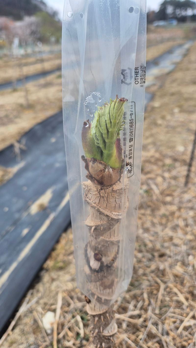 김숙향님의 장터 판매 상품 [참두릅1kg] 첨부 사진