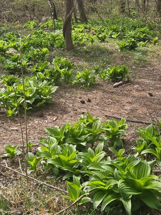 제주 지안이네농장님의 자유주제 · 자유게시판 작성글 사진