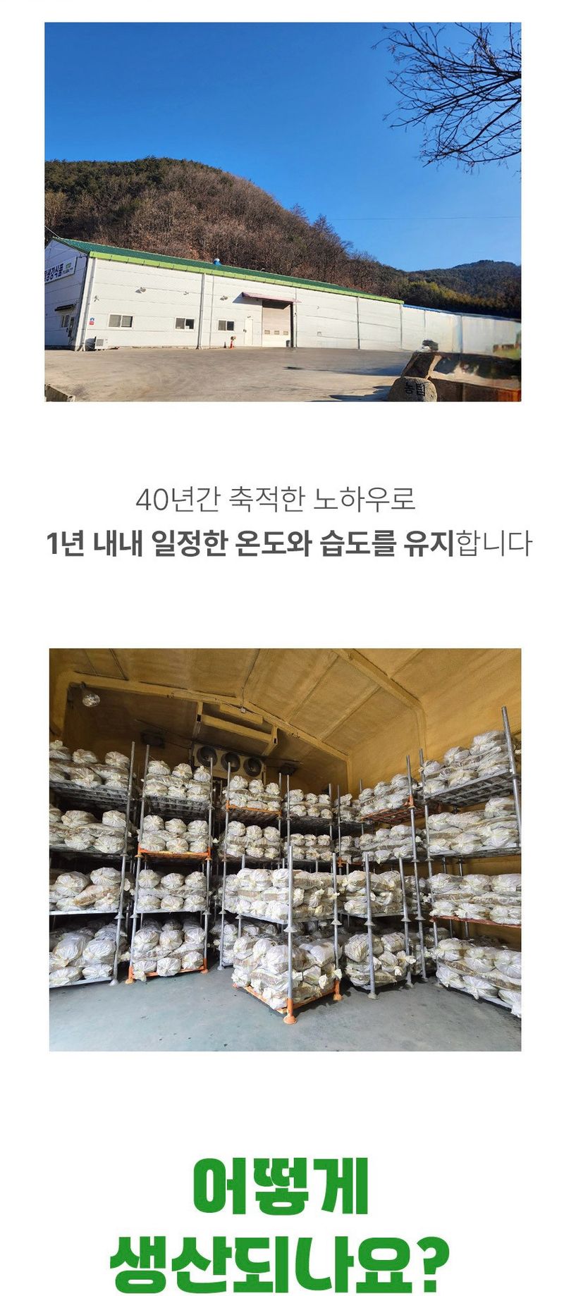 자재스토어님의 장터 판매 상품 [씨생강 생강종자 종자용생강 국산 1kg 3kg 5kg 10kg] 첨부 사진