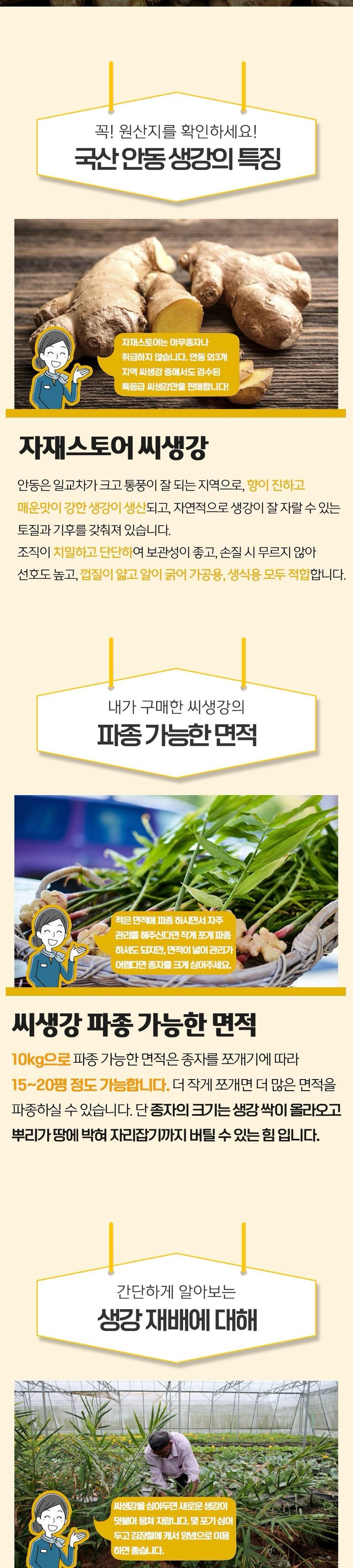 자재스토어님의 장터 판매 상품 [씨생강 생강종자 종자용생강 국산 1kg 3kg 5kg 10kg] 첨부 사진