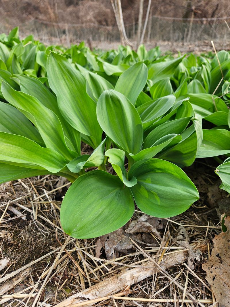 장터 상품 [노지 산마늘(명이나물)] 썸네일