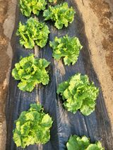 팜모닝 자유주제·자유게시판 게시글 이미지