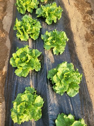 최창남님의 자유주제 · 자유게시판 작성글 사진