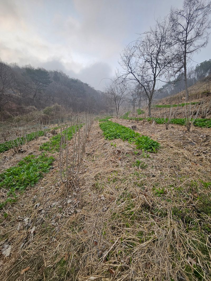 귀농 임업인님의 장터 판매 상품 [노지 산마늘(명이나물)] 첨부 사진