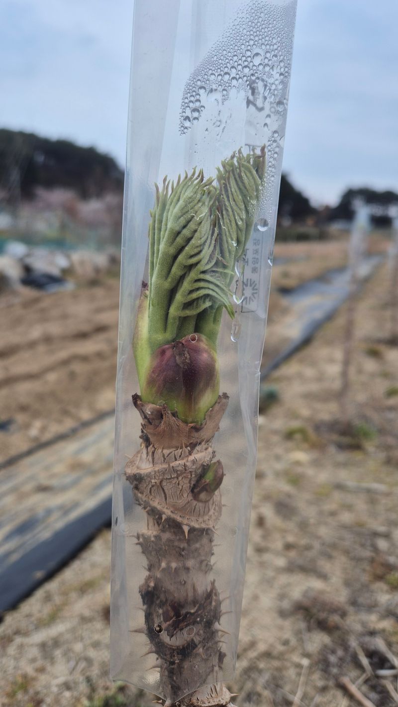 김숙향님의 장터 판매 상품 [참두릅1kg] 첨부 사진