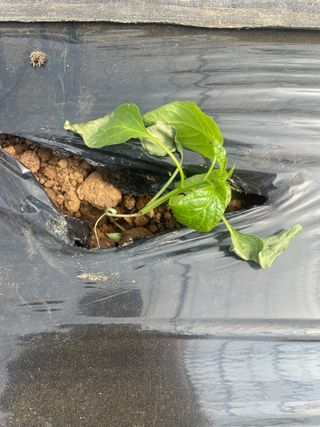 리니린님의 농사, 무엇이든 물어보세요! · 참여글 작성글 사진