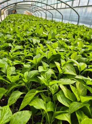 김영진(전남영광)님의 자유주제 · 자유게시판 작성글 사진