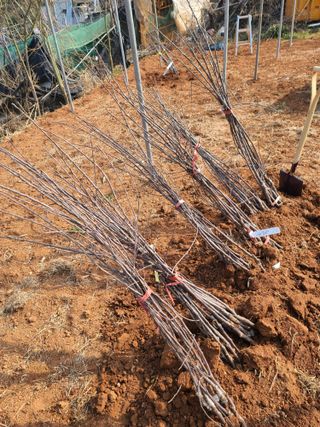 은혜농원(사과농사)님의 자유주제 · 자유게시판 작성글 사진