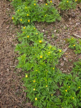 제주 지안이네농장님의 자유주제 · 자유게시판 작성글 사진