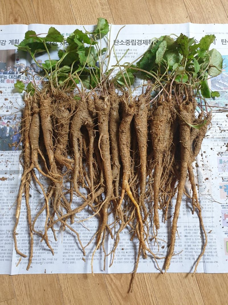 이영애 님의 장터 판매 상품 [약용잔대 7년근 1kg] 첨부 사진