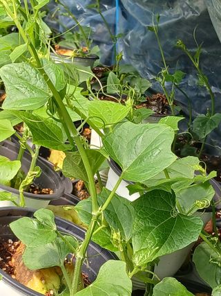 산성골농장님의 자유주제 · 자유게시판 작성글 사진