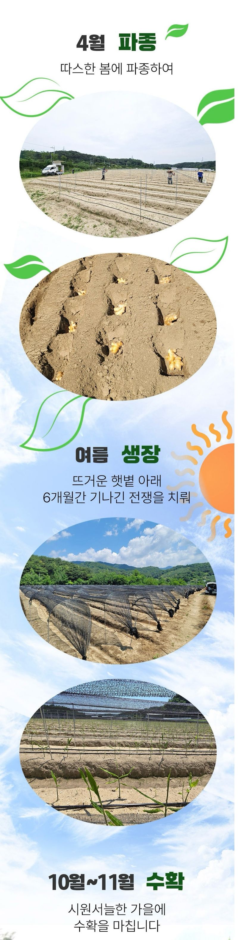 자재스토어님의 장터 판매 상품 [씨생강 생강종자 종자용생강 국산 1kg 3kg 5kg 10kg] 첨부 사진